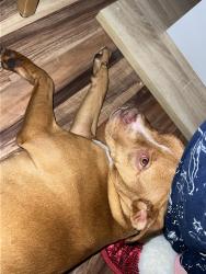 Found/Stray Male Dog last seen Peachtree st , Winston-Salem, NC 27107