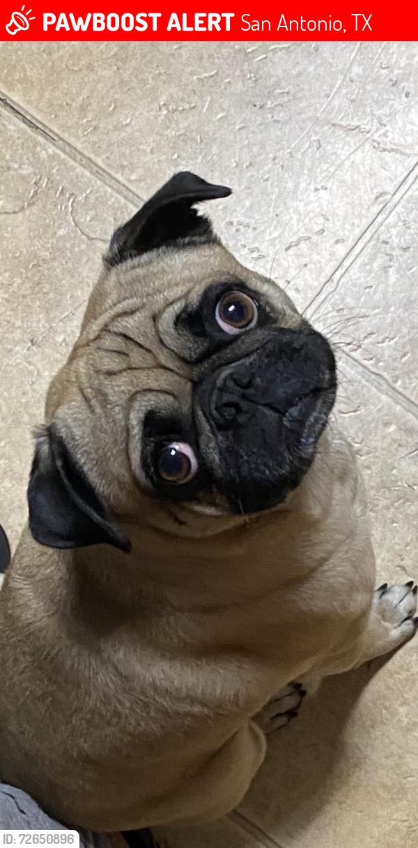 Lost Male Dog last seen Hunt lane and Roswell Canyon , San Antonio, TX 78245