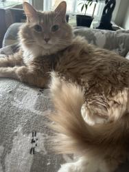 Lost Male Cat last seen Cypress and yanceyville, Greensboro, NC 27405