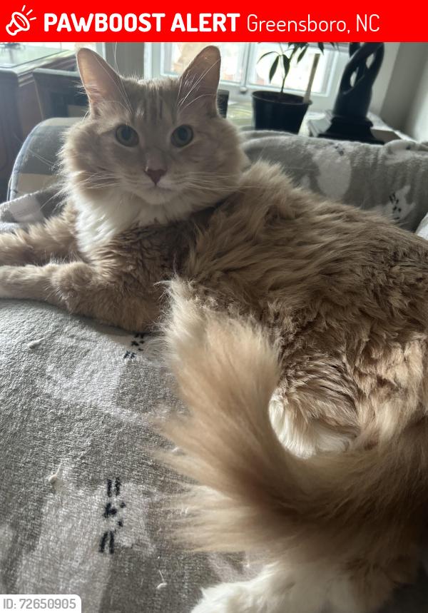 Lost Male Cat last seen Cypress and yanceyville, Greensboro, NC 27405