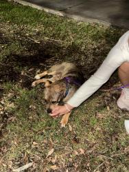 Found/Stray Female Dog last seen Valero Gas Station/359, Pecan Grove, TX 77406
