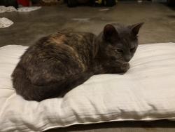 Found/Stray Female Cat last seen Vera Ln and huckleberry Dr, Olive Branch, MS 38654