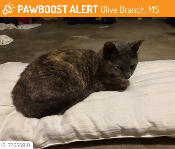 Found/Stray Female Cat last seen Vera Ln and huckleberry Dr, Olive Branch, MS 38654