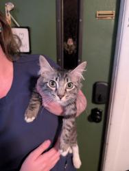 Found/Stray Female Cat last seen Rolling Oaks park, Ocala, FL 34470