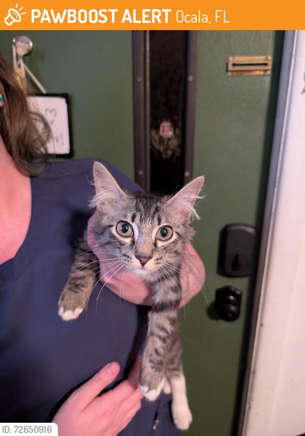 Found/Stray Female Cat last seen Rolling Oaks park, Ocala, FL 34470