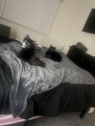 Lost Female Cat last seen 99th Oklahoma/Beloit, Milwaukee, WI 53227