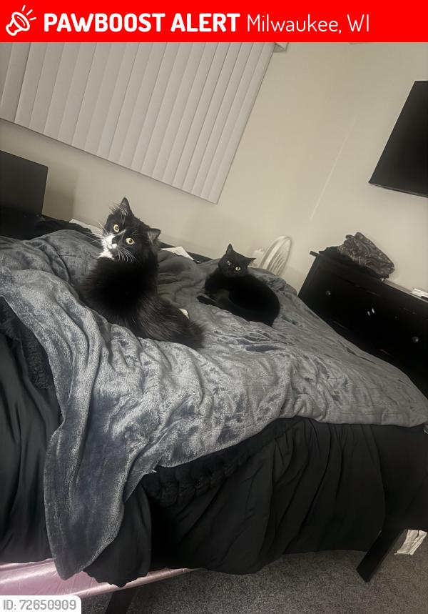 Lost Female Cat last seen 99th Oklahoma/Beloit, Milwaukee, WI 53227