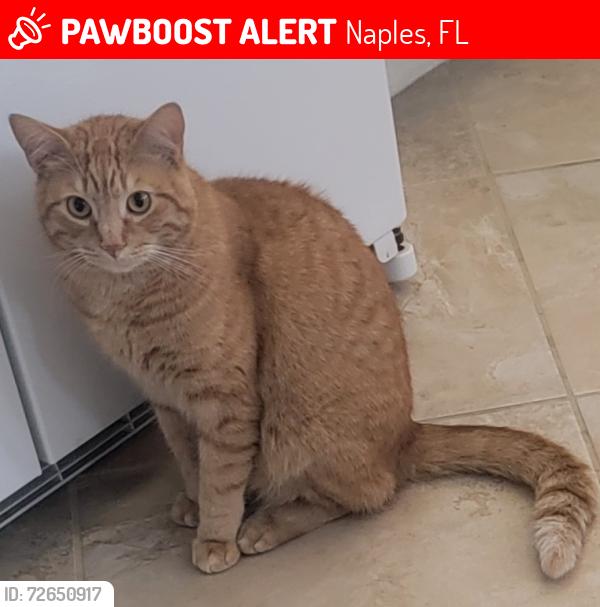 Lost Male Cat last seen 3195pacific drive , Naples, FL 34119