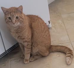 Lost Male Cat last seen 3195pacific drive , Naples, FL 34119
