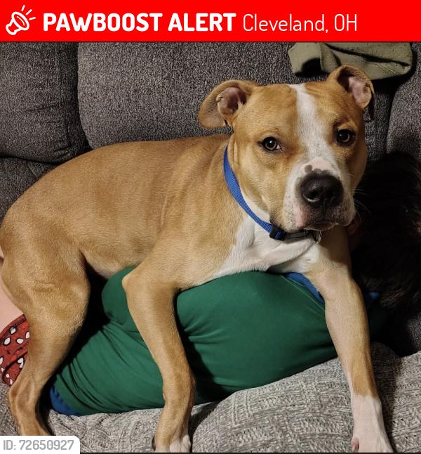 Lost Male Dog last seen saint roccos , Cleveland, OH 44114