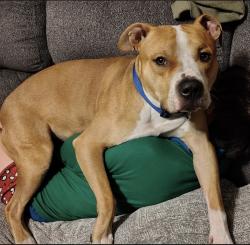 Lost Male Dog last seen saint roccos , Cleveland, OH 44114