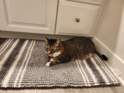 Lost Male Cat last seen Near German School Rd. Richmond, VA 23225, Richmond, VA 23225