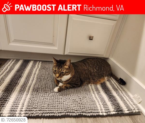 Lost Male Cat last seen Near German School Rd. Richmond, VA 23225, Richmond, VA 23225