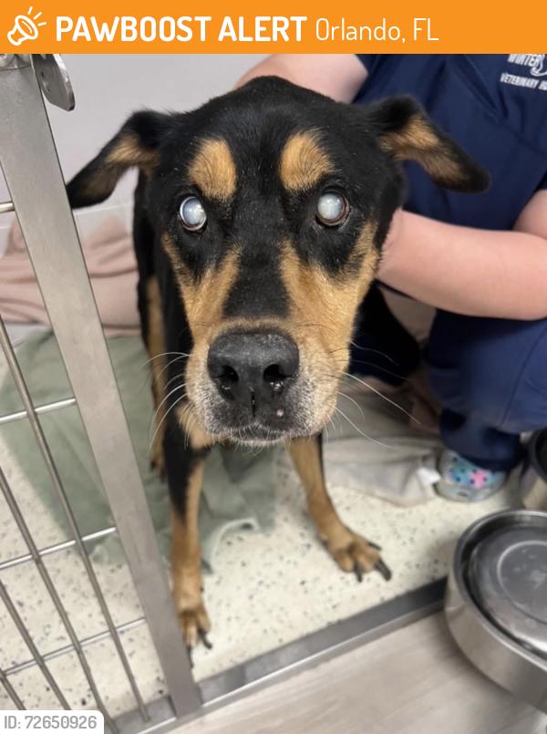 Found/Stray Female Dog last seen Near Edgewater , Orlando, FL 32801