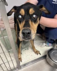 Found/Stray Female Dog last seen Near Edgewater , Orlando, FL 32801