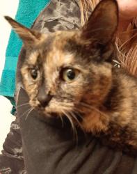 Found/Stray Female Cat last seen Family Fare Pizza Hut 25th St S, Fargo, ND 58103