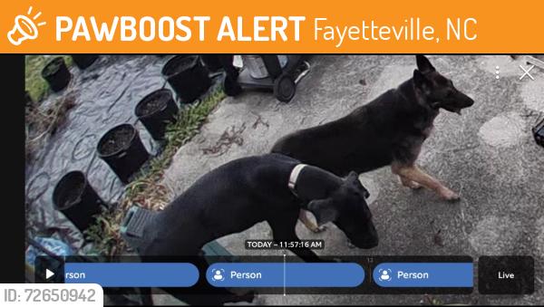 Found/Stray Male Dog last seen North Lake Rim , Fayetteville, NC 28314