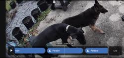 Found/Stray Male Dog last seen North Lake Rim , Fayetteville, NC 28314