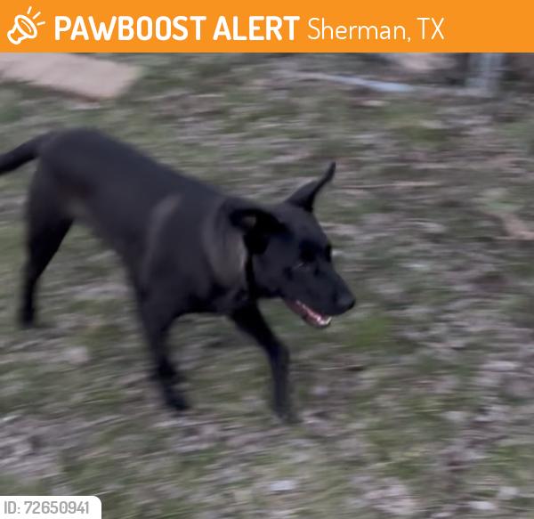 Found/Stray Male Dog last seen Fairview Park, Sherman, TX 75090