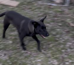 Found/Stray Male Dog last seen Fairview Park, Sherman, TX 75090