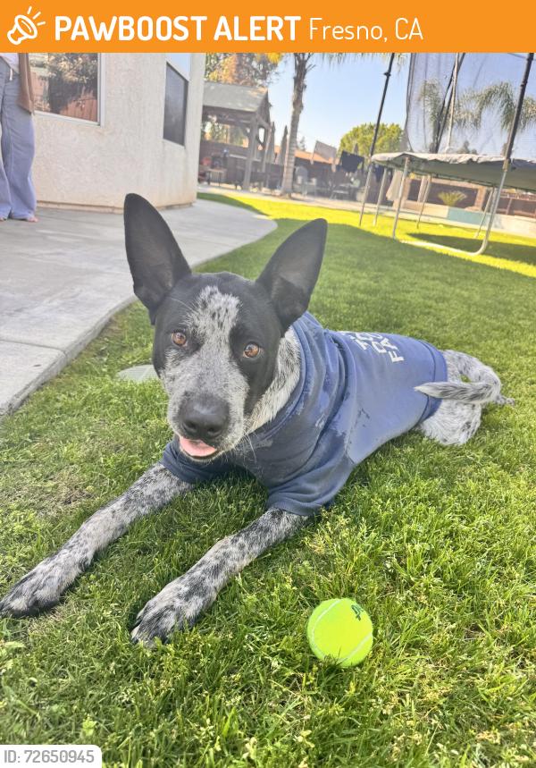 Found/Stray Male Dog last seen Veterans Blvd, Fresno, CA 93722