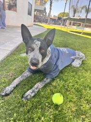 Found/Stray Male Dog last seen Veterans Blvd, Fresno, CA 93722