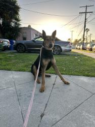Found/Stray Male Dog last seen Compton / Central, Los Angeles, CA 90059