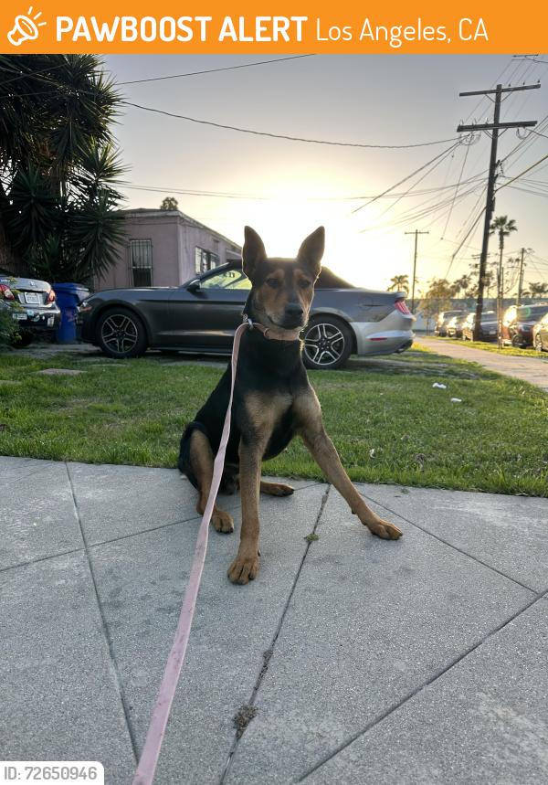 Found/Stray Male Dog last seen Compton / Central, Los Angeles, CA 90059