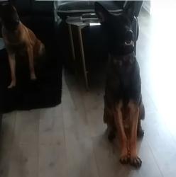 Lost Male Dog last seen Mays court near cascade road by Walmart area, Atlanta, GA 30331