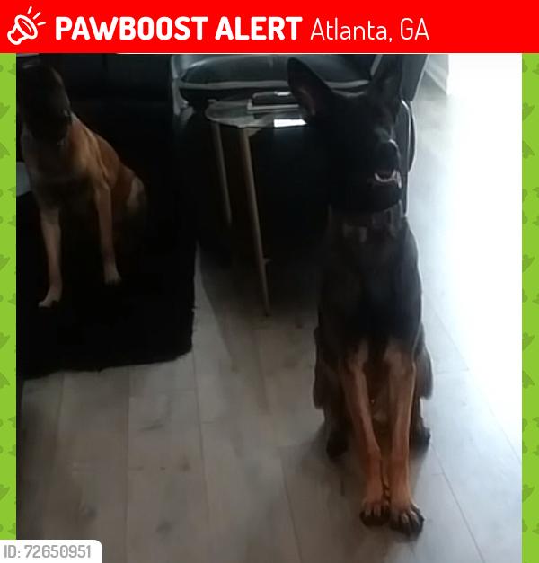 Lost Male Dog last seen Mays court near cascade road by Walmart area, Atlanta, GA 30331