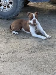 Found/Stray Female Dog last seen Van Buren, Thermal, CA 92254