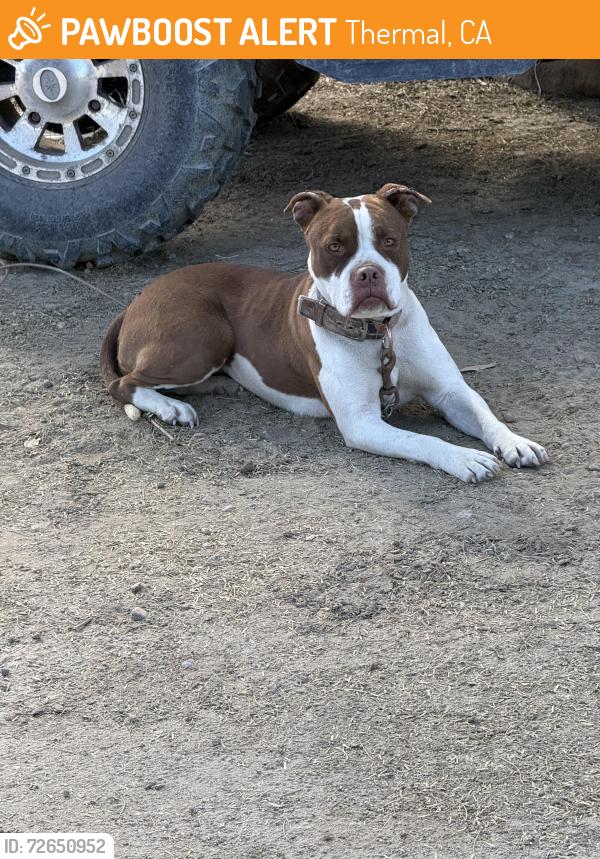 Found/Stray Female Dog last seen Van Buren, Thermal, CA 92254
