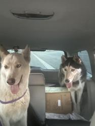 Found/Stray Male Dog last seen Near downtown Covina , Covina, CA 91723