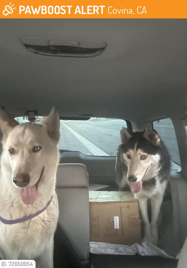 Found/Stray Male Dog last seen Near downtown Covina , Covina, CA 91723