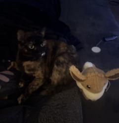 Lost Female Cat last seen W Buford St and N Oliver St, Gaffney, SC 29341