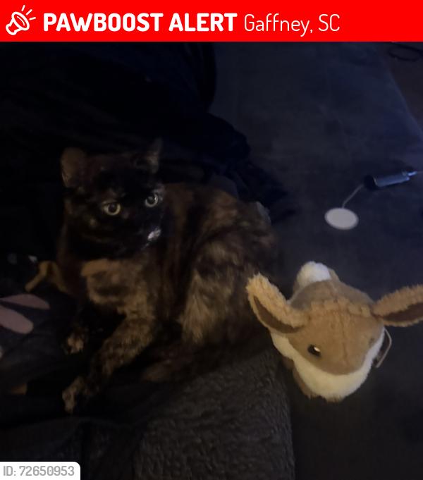 Lost Female Cat last seen W Buford St and N Oliver St, Gaffney, SC 29341