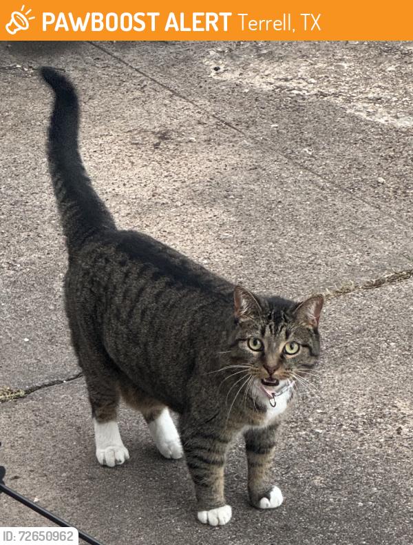 Found/Stray Unknown Cat last seen Near furlough middle school., Terrell, TX 75160