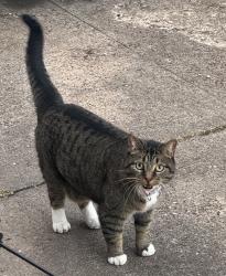 Found/Stray Unknown Cat last seen Near furlough middle school., Terrell, TX 75160