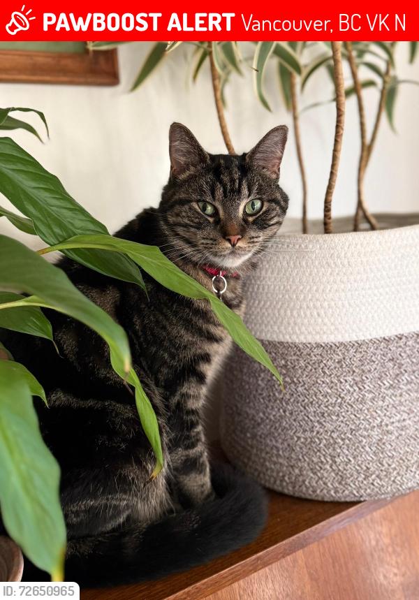 Lost Female Cat last seen 6th and Balsam, Vancouver, BC V6K 4N2