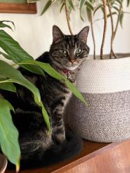 Lost Female Cat last seen 6th and Balsam, Vancouver, BC V6K 4N2
