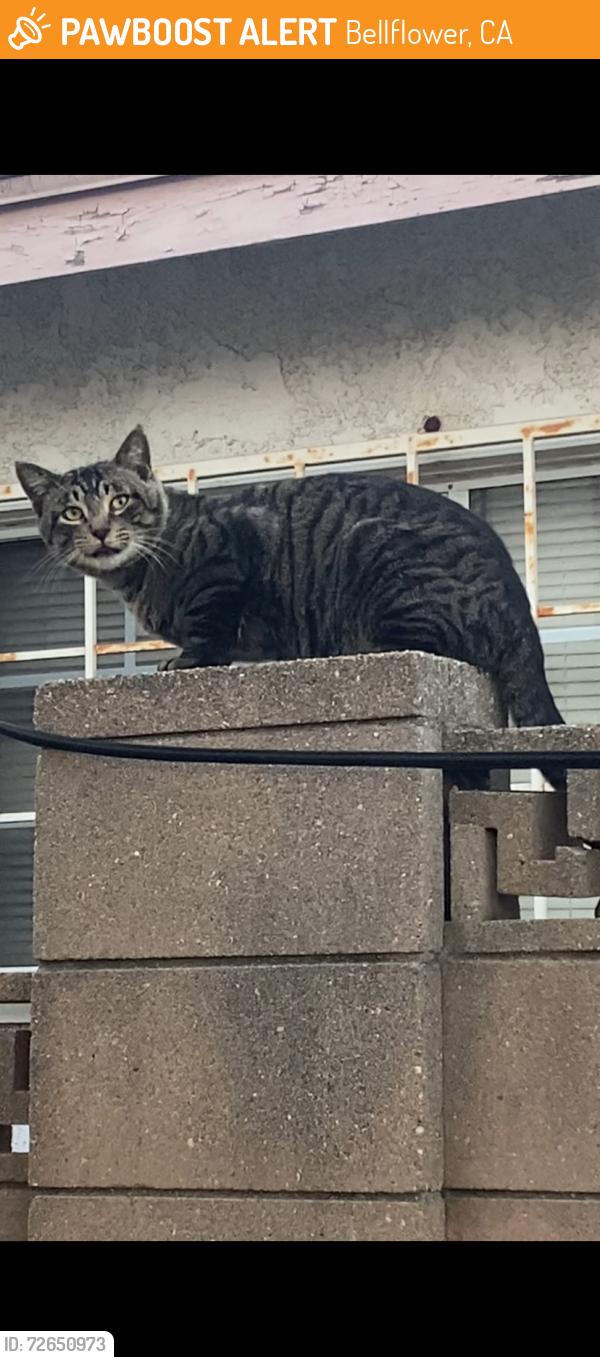 Found/Stray Male Cat last seen Mcnab and Highdale, Bellflower, CA 90706