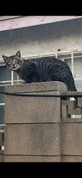 Found/Stray Male Cat last seen Mcnab and Highdale, Bellflower, CA 90706
