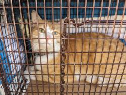 Found/Stray Male Cat last seen Vegas drive and Rock Springs , Las Vegas, NV 89128