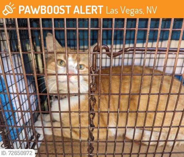 Found/Stray Male Cat last seen Vegas drive and Rock Springs , Las Vegas, NV 89128