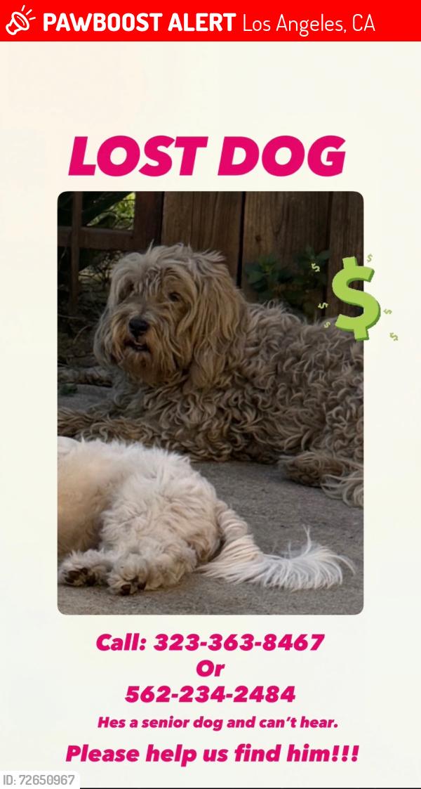 Lost Male Dog last seen San Pedro & 94th st , Los Angeles, CA 90003