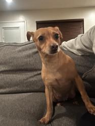 Found/Stray Female Dog last seen Marengo Ave, La Mesa, CA 91942