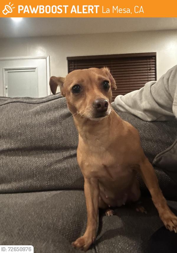Found/Stray Female Dog last seen Marengo Ave, La Mesa, CA 91942