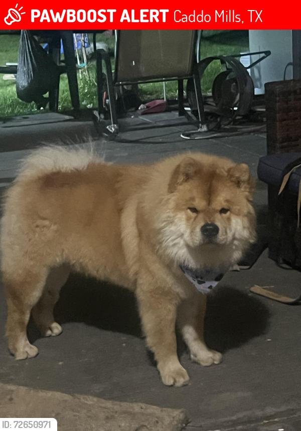 Lost Male Dog last seen Caddo Mills , Caddo Mills, TX 75135