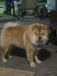 Lost Male Dog last seen Caddo Mills , Caddo Mills, TX 75135