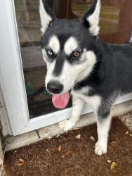Found/Stray Male Dog last seen Near St. James apmts, Houston, TX 77074